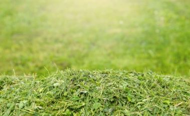 Green Practices: What To Do with Grass Clippings After Mowing