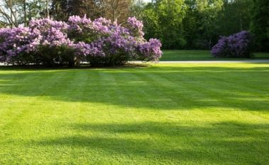 5 Environmentally friendly ways to look after your lawn