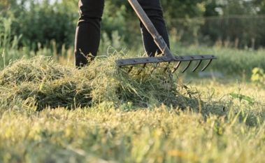 Grass Clippings: Mulch, Catch Or Leave Them?