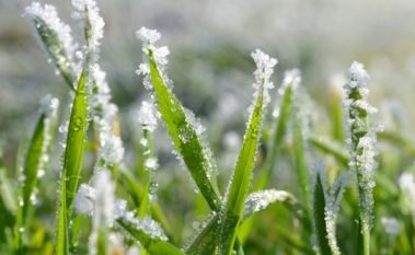 Top Winter Lawn Care Mistakes (and How to Avoid Them)