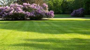 5 Environmentally friendly ways to look after your lawn