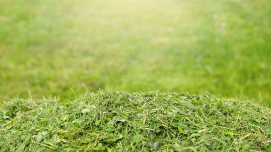 Green Practices: What To Do with Grass Clippings After Mowing