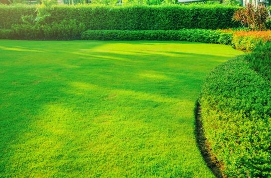 How To Fix Bare Patches On My Lawn