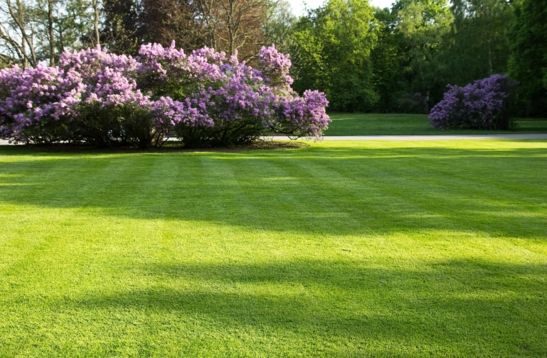 5 Environmentally friendly ways to look after your lawn