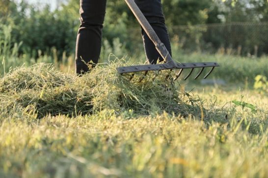 Grass Clippings: Mulch, Catch Or Leave Them?