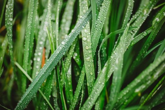 The Best Grass for Your Lawn