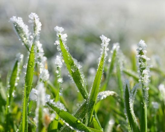 Top Winter Lawn Care Mistakes (and How to Avoid Them)